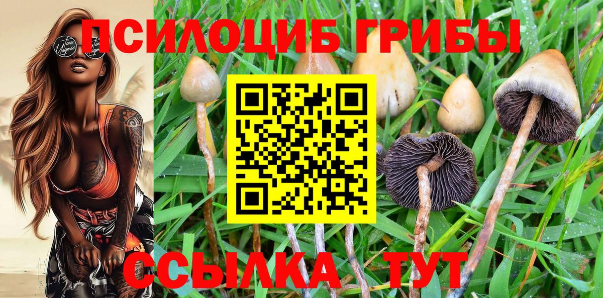Псилоцибиновые грибы Psilocybe Бердск